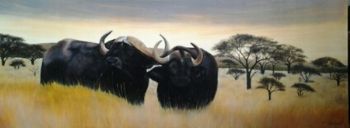"Buffalo"