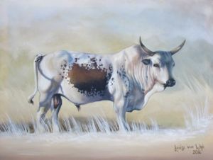 "Nguni Bull"