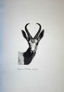 "Antelope - Gazelle of SW Africa"