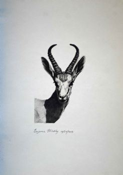 "Antelope - Gazelle of SW Africa"