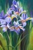"Purple Irisses"