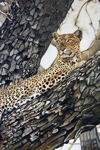 "Vantage Point"