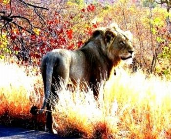 "Prime Predator"