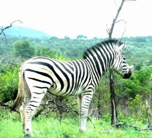 "Zig Zag Zebra"