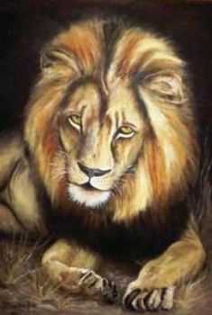 "Lion at Rest"
