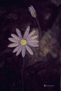 "Blue Margarite"