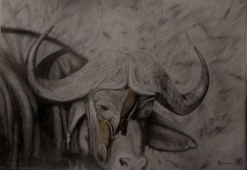 "Buffalo & Ox Peckers"
