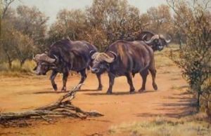 "Buffaloes"