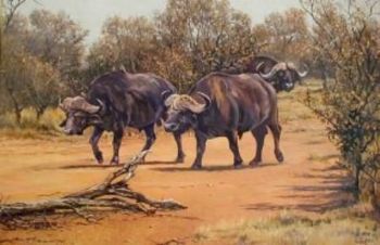 "Buffaloes"