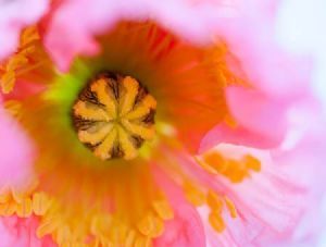 "Poppy #1"