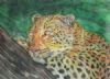 "Leopard"