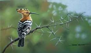 "African Hoopoe"