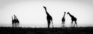 "Giraffe Mirage"