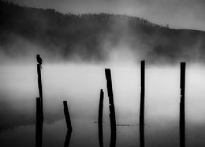 "Bird on a Pole"