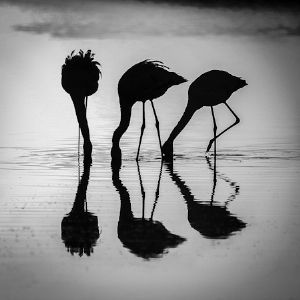 "Three Flamingos"