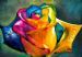 Rose, Fragrance of Colors