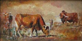 "Afrikaner Cattle"