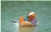 Peaceful Mandarin