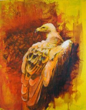 "Cape Vulture"
