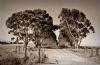 "Brickyard Road (Sepia)"