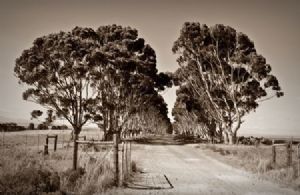 "Brickyard Road (Sepia)"