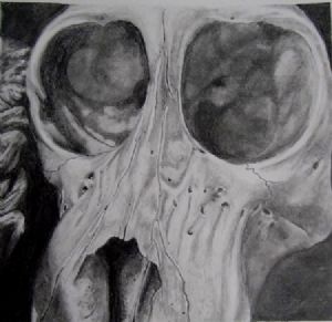 "Juvenile Baboon Skull 1"