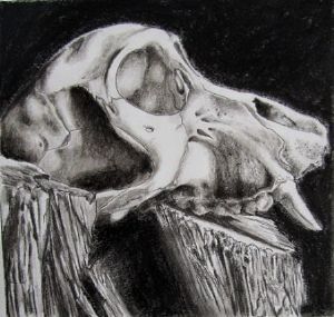 "Juvenile Baboon Skull 9"
