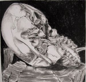 "Juvenile Baboon Skull 10"