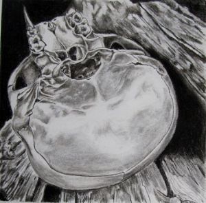 "Juvenile Baboon Skull 11"