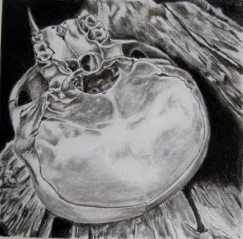 "Juvenile Baboon Skull 11"