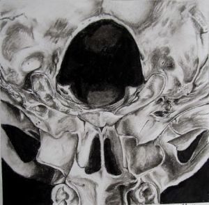 "Juvenile Baboon Skull 12"