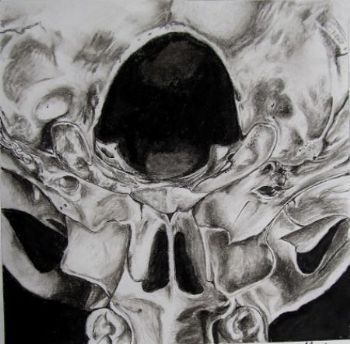 "Juvenile Baboon Skull 12"