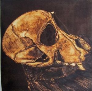 "Juvenile Baboon Skull 14"