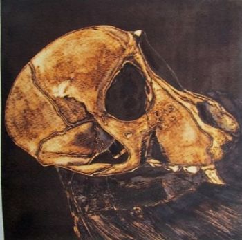 "Juvenile Baboon Skull 14"