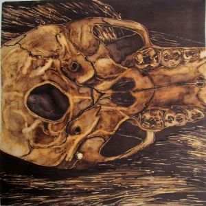 "Juvenile Baboon Skull 17"