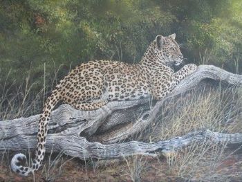 "Leadwood Leopard"