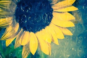 "Sunflower #1"