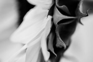 "Sunflower #2"