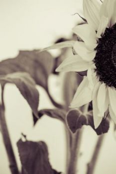 "Sunflower #3"