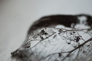 "Leaf Skeleton #13"