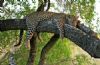 "Leopard Relaxing In Tree"