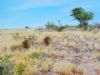 "Lions - A Passing Moment in the Kalahari"