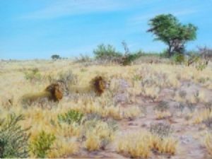 "Lions - A Passing Moment in the Kalahari"