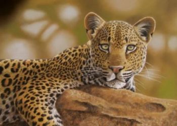 "Leopard"