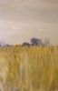 "Kalahari Grass and Skyscape"