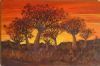 "Quiver Trees Namibia"