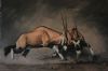 "Wild Force"