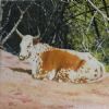 "Brown and White Nguni Cow"