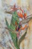 "Standing Strelitzia"
