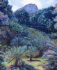 "Cycad Garden at Kirstenbosch"